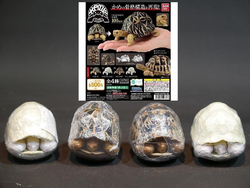 (參號倉庫) 現貨 GASHAPON 烏龜 01 扭蛋 環保扭蛋 印度星龜 希臘陸龜 白子 一套4款
