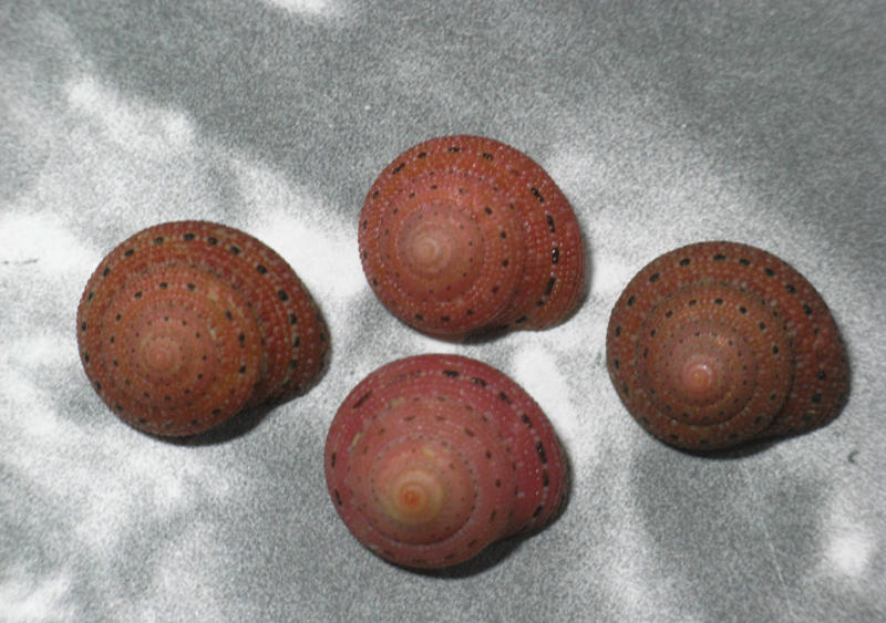 不同顏色的草莓鐘螺特選~殼口完整19.5~21mm