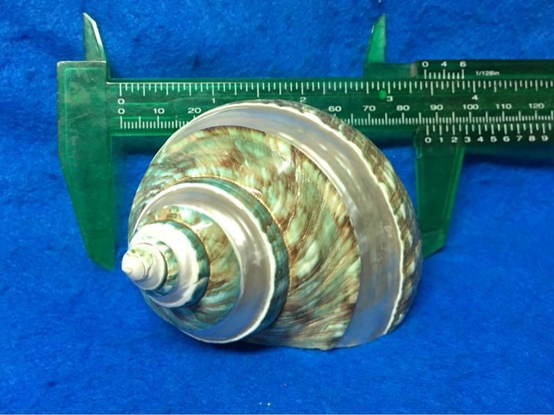 【鑫寶貝】貝殼DIY 帝王蠑螺   8.1公分  口徑4.3*3.2公分 no7  寄居蟹的家