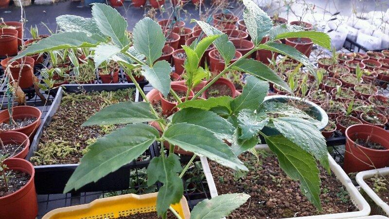慕花坊植物園  接骨木   藥用植物  可泡香草茶