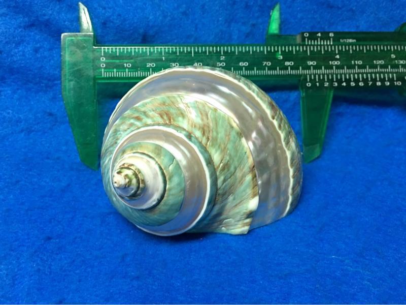 【鑫寶貝】貝殼DIY 帝王蠑螺   8.1公分  口徑4.2*3.2公分 no6  寄居蟹的家