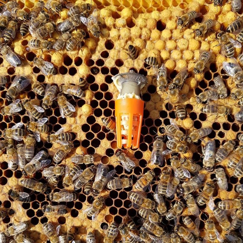 5858蜂具【 王台保護罩 】王台保護套 防護罩 保護套 養蜂工具 意蜂 中蜂 洋蜂 野蜂 防咬保護罩 義蜂 a69