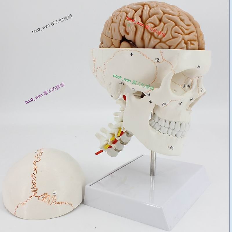 醫學模型】人體頭骨模型1：1 骨縫線頭骨附頸椎模型頭骨附腦模型大腦模 