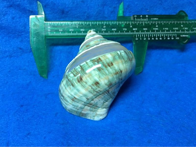 【鑫寶貝】貝殼DIY 帝王蠑螺   8.5公分  口徑4.2*3.4公分 no5 寄居蟹的家