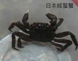 日本絨螯蟹 毛蟹 幼蟹