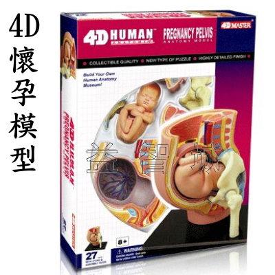 益智城《教學人體模型/人體器官模型/人體解剖模型/DIY模型/子宮模型/科學玩具教具/4D Master 》4D懷孕模型