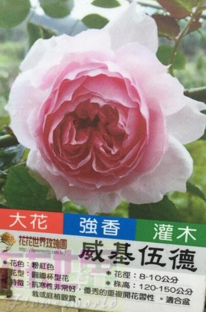 花花世界_玫瑰苗--**威基伍德**,古典花形 --英國玫瑰/粉紅色，圓瓣杯型花, 溫和的水果香氣(7吋盆暫缺)