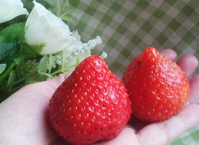 ＊田蜜小姐＊日本草莓種子草莓苗..櫪姬草莓種子（20粒40元））