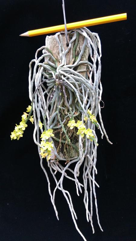 Endryu Bleyk porno rejissyorlar