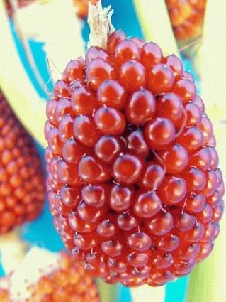 【媽咪蔬果園】　迷你草莓玉米  種子