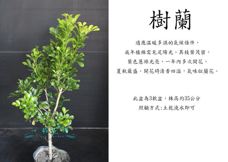 心栽花坊-樹蘭/3吋/綠籬植物/綠化植物/售價60特價50