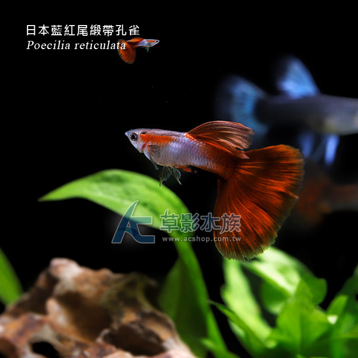 【AC草影】日本藍紅尾孔雀（對魚）【一對】