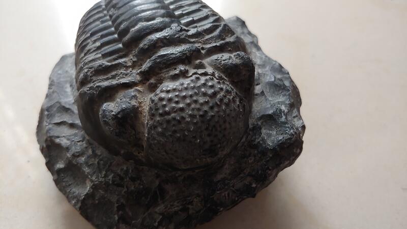 大型三葉蟲化石
