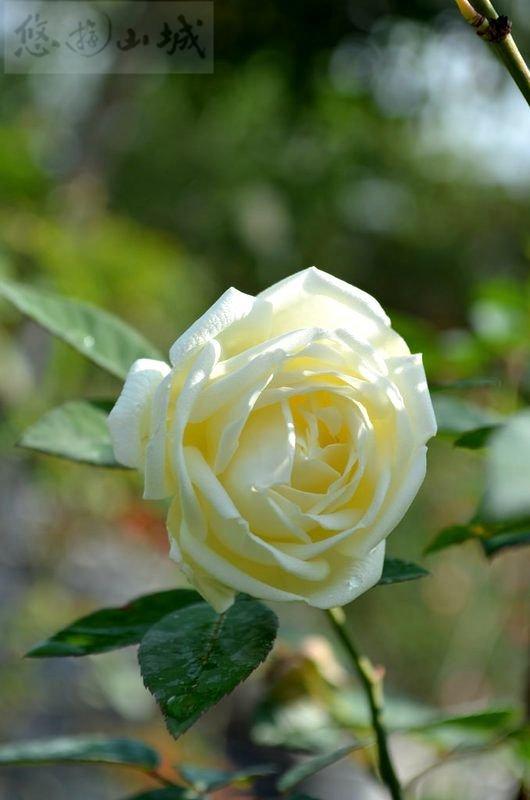 (缺貨中)肚臍兒 'Ducher' rose~~悠遊山城(創始店)5-6吋盆玫瑰~自根植栽，特價350