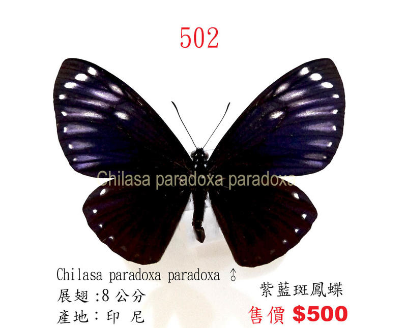 蟲新發現╭○-○╮蝴蝶標本A1 ~ 紫藍斑鳳蝶 展翅8CM 產地：印尼