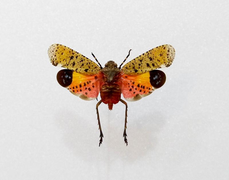 蟲新發現╭○-○╮昆蟲標本A1~ 黃裳薄翅蟬（梵蠟蟬）展翅3.5CM  產地：印尼 爪哇
