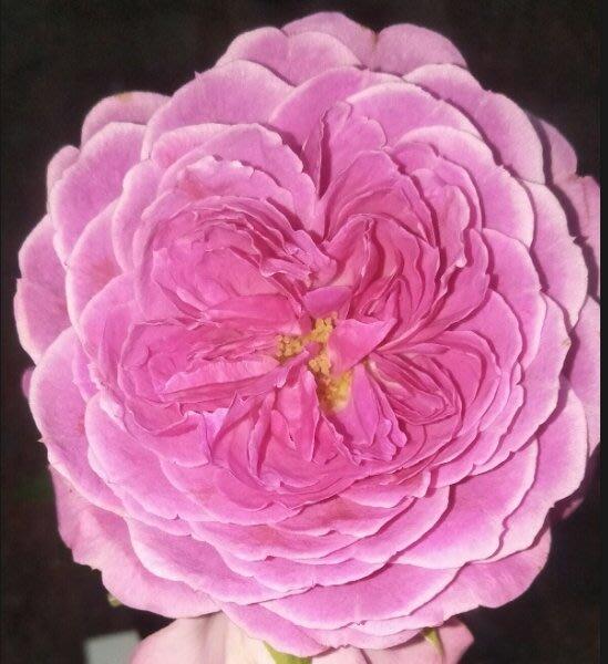 花花世界_玫瑰苗--龐帕度夫人,Rose Pompadour--強香/3.5吋黑軟盆/高10~30公分/MA