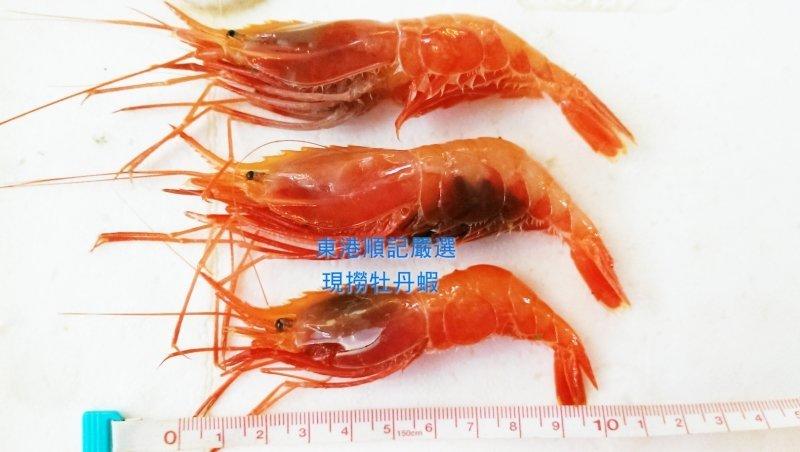東港順記嚴選 魚船當日現撈 牡丹蝦 (刺蝦) ~需預購~