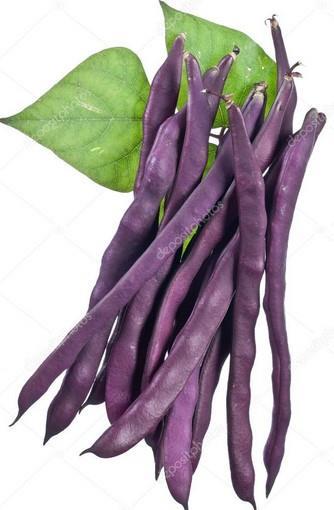 紫扁四季豆種子60粒50元