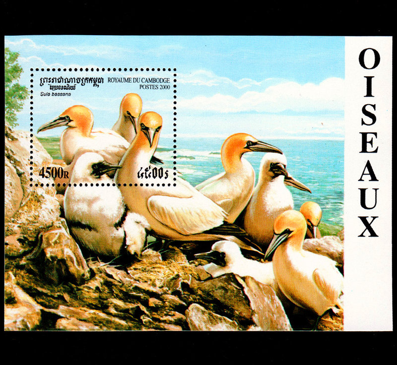 ★熊熊購物★柬埔寨2000年新郵 海鳥 憨鰹鳥 鳥類郵票小型張 全新 6
