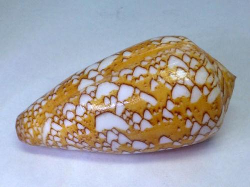金翎芋螺亞種Conus behelokensis，59.4mm，馬達加斯加產，附原貝ID