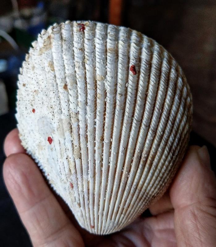個人早期收藏 天然貝殼  完整無加工 原始貝殼 深海貝殼 貝殼標本 海螺  稀有貝殼 台灣貝殼