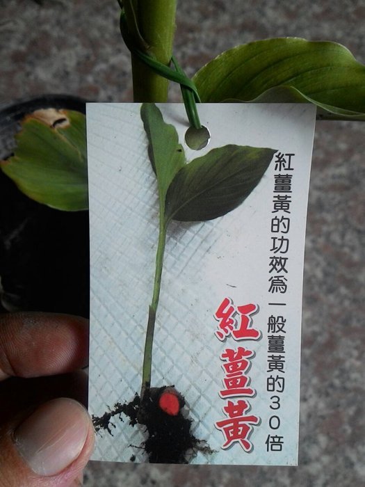 ╭☆東霖園藝☆╮食用植物(紅薑黃)薑黃--4吋盆 ---