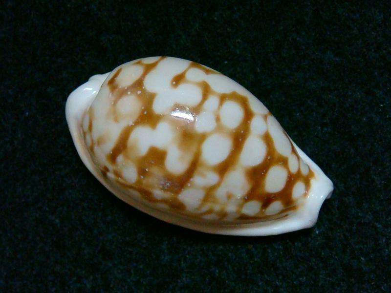 JLshell - 寶螺 Cypraea cribraria orientalis?