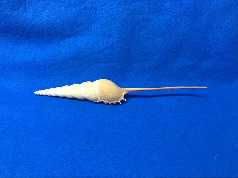 【鑫寶貝】貝殼DIY  長鼻螺   19.5公分  單顆150元 no15 貝殼收藏 