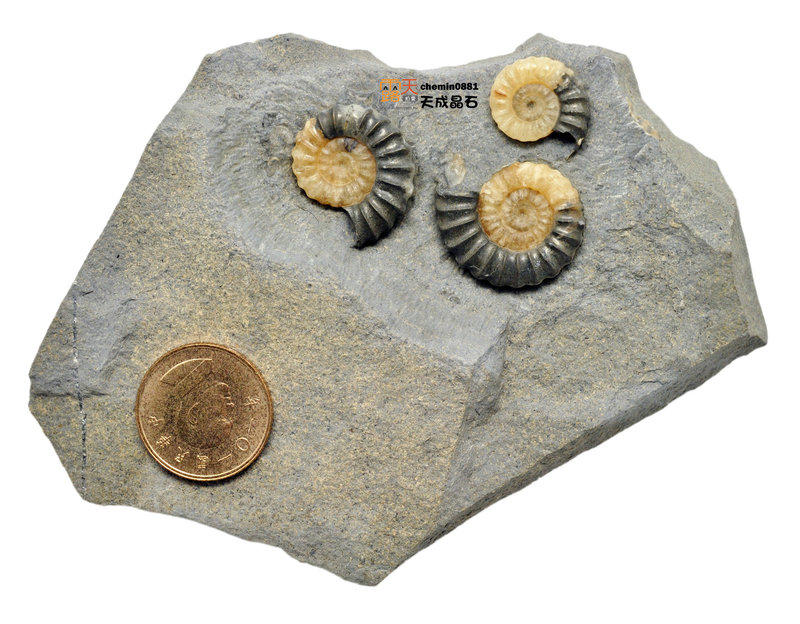 [意者來訊] 侏儸紀 原微菊石 化石~~超大顆，三顆一板 (英國經典菊石)