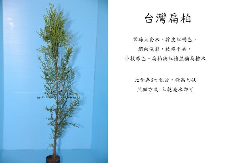 心栽花坊-台灣扁柏/土扁柏/松杉柏檜/3吋/售價50特價40 | 露天市集 | 全台最大的網路購物市集