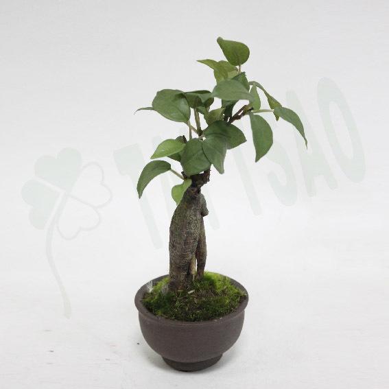 【人造植物】~9吋榕樹盆~＊日式迷你小盆栽 仿真園藝 塑膠葉材 空間設計道具 茶几桌上小樹