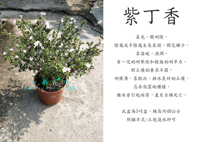 心栽花坊-紫丁香/5吋/觀花植物/綠籬植物/綠化環境/售價150特價120