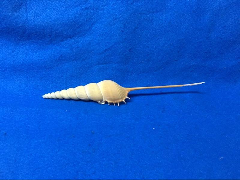 【鑫寶貝】貝殼DIY  長鼻螺   18.5公分  單顆150元 no14（有點小斷尾，能接受的再下l 單 貝殼收藏 