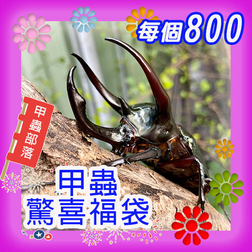[甲蟲部落]2023 甲蟲驚喜福袋