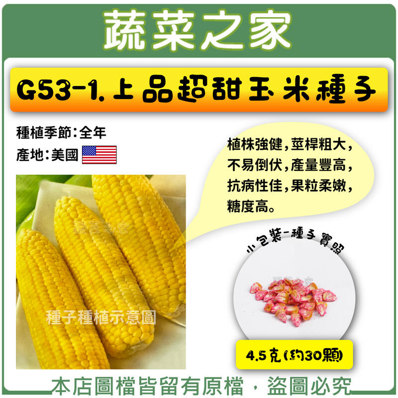 【蔬菜之家滿額免運】G53-1.上品超甜玉米種子4.5克(約30顆)//植株強健，莖桿粗大，不易倒伏，產量豐高，抗病性佳