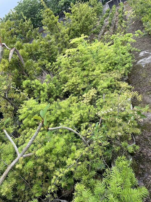《榮恩園藝》粗皮油杉，實生苗，高度40~60公分，美植袋裝