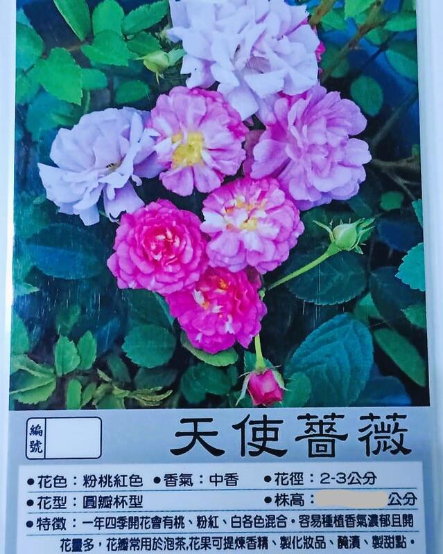 花花世界_玫瑰苗--天使薔薇--粉桃紅色中香圓瓣杯狀/3.5吋黑軟盆/高10