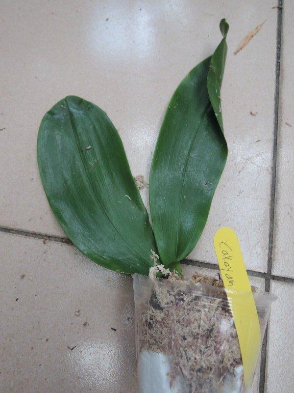 奇蘭園-Phalaenopsis aphrodite. Cacaya