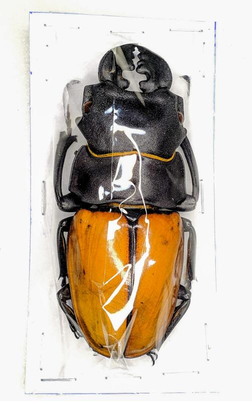 標本 Odontolabis castelnaudi (80.0mm)極太短歯 カステルナウディツヤ