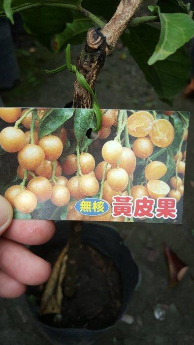 ╭＊田尾玫瑰園＊╯優良水果苗--(無核黃皮果)50cm550元