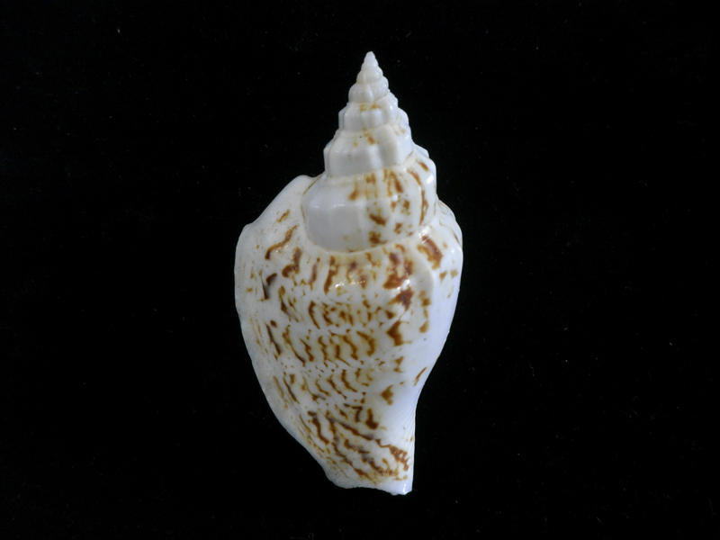 就是愛貝殼 ~Strombus variabilis 55mm(Ta371)
