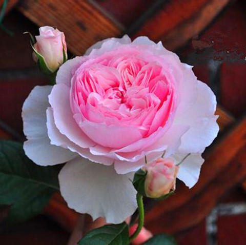 威基武德 The Wedgwood Rose。悠遊山城(創始店)5-6吋盆玫瑰~特價450