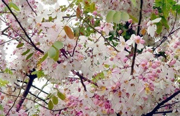 羅漢門園藝 花旗木(泰國櫻花) 滿樹皆花 花先於葉 十分壯觀 300-400cm 1000