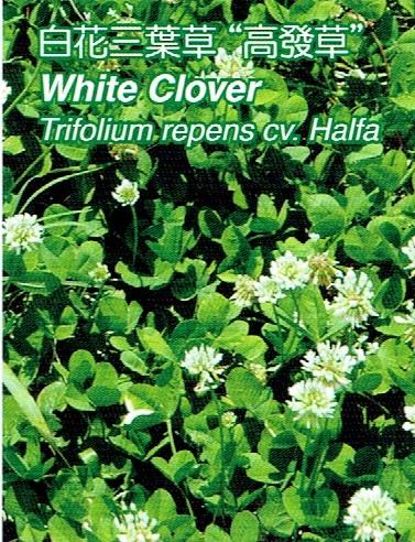 尋花趣-白花三葉草  1公斤/包 幸運草   種子   為草坪草種/被地植物的一種。
