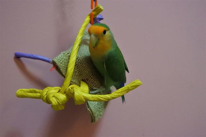 鸚鵡愛PALA* 驚喜袋(小) ZOOMAX鳥玩具 激發鳥寶動動腦 訓練覓食本能 增加運動量 滿足啃咬天性 