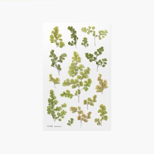 ◎。Bafa。◎ 韓國appree~ 押花貼紙 手帳素材 花草植物 DIY卡片照片裝飾~ 鐵線蕨