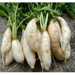 【全館490免運】白玉蘿蔔種子~白蘿蔔、蘿蔔