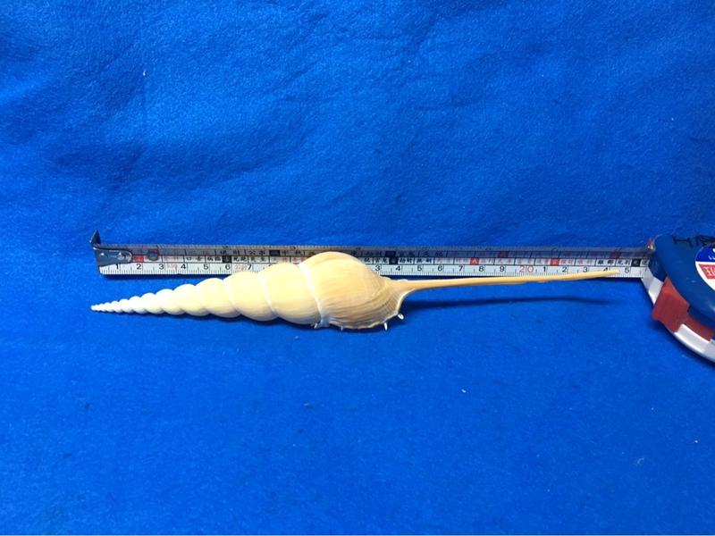 【鑫寶貝】貝殼DIY  長鼻螺   23.5公分  單顆190元  no12（有點小斷前，能接受的再下單 ）貝殼收藏