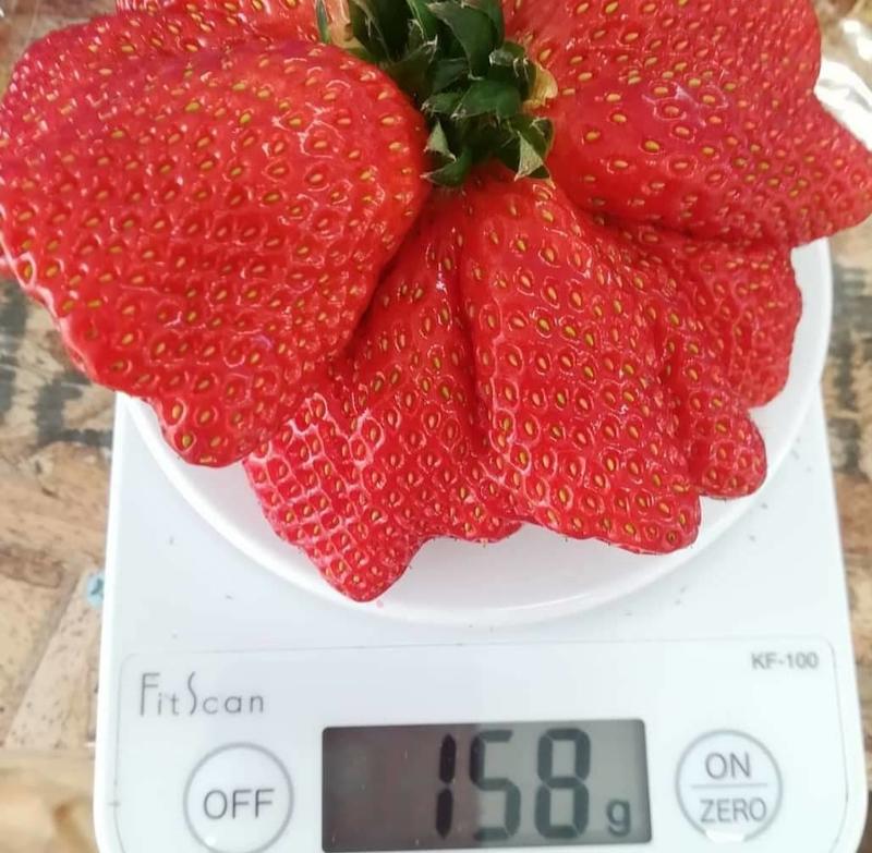 蘋果草莓   草莓苗 香氣濃郁 色澤艷紅 二期花單果超過150g